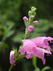 Physostegia leptophylla