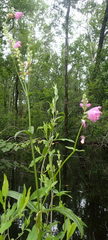 Physostegia leptophylla