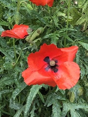 Papaver × pseudo-orientale