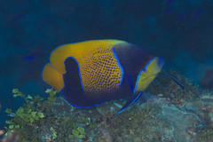 Pomacanthus navarchus