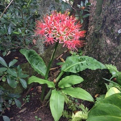 Scadoxus multiflorus katharinae