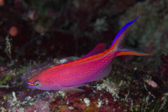 Pyronotanthias smithvanizi