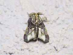 Sacada constrictalis