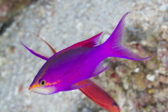 Mirolabrichthys tuka