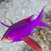 Purple Anthias - Photo (c) Mark Rosenstein, some rights reserved (CC BY-NC-SA), uploaded by Mark Rosenstein