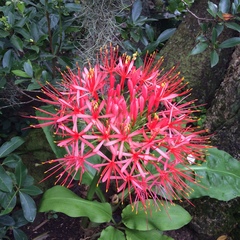 Scadoxus multiflorus katharinae