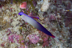 Nemateleotris decora