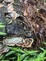 Fungi