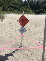 Caretta caretta