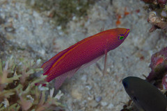 Pyronotanthias smithvanizi