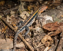 Liolaemus wiegmannii