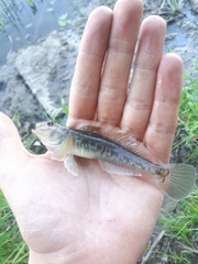 Neogobius fluviatilis