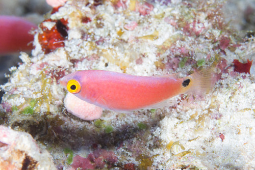 Walindi-feeenlipvis (Cirrhilabrus walindi) — Labridae