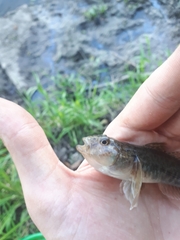 Neogobius fluviatilis