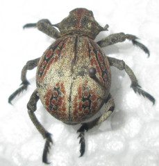 Brachycerus tursio