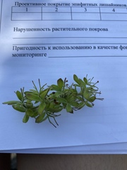 Cruciata taurica