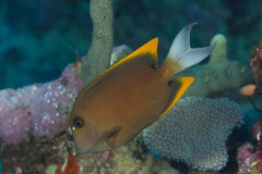 Ctenochaetus tominiensis