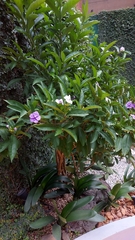 Image of Brunfelsia pauciflora