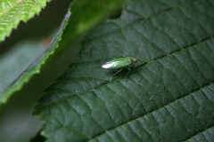 Orthotylus marginalis