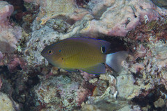 Pomacentrus bankanensis