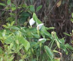 Peltandra sagittifolia