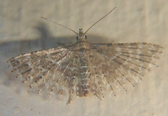 Alucita montana