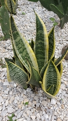 Sansevieria fasciata