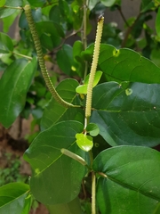 Piper tuberculatum