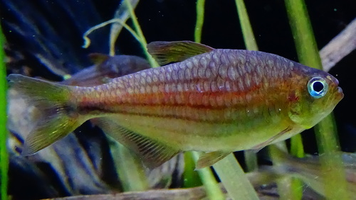 Moenkhausia agnesae