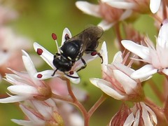 Hylaeus signatus