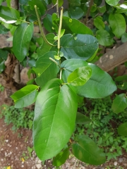 Piper tuberculatum