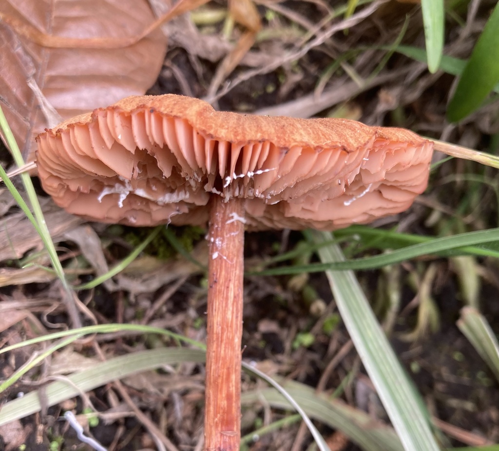 Laccaria laccata · June 2021 · photo: © crawfordaj (iNaturalist, cc0)