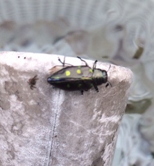 Actenodes auronotatus