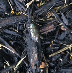 Actenodes auronotatus