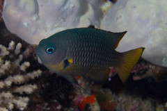 Pomacentrus philippinus