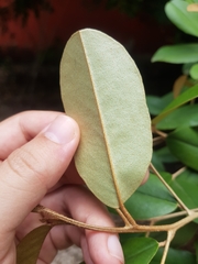 Quadrella odoratissima