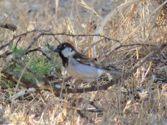 Passer domesticus tingitanus