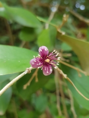 Quadrella odoratissima