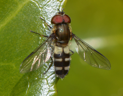 Leucozona laternaria