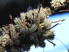 Tillandsia pedicellata
