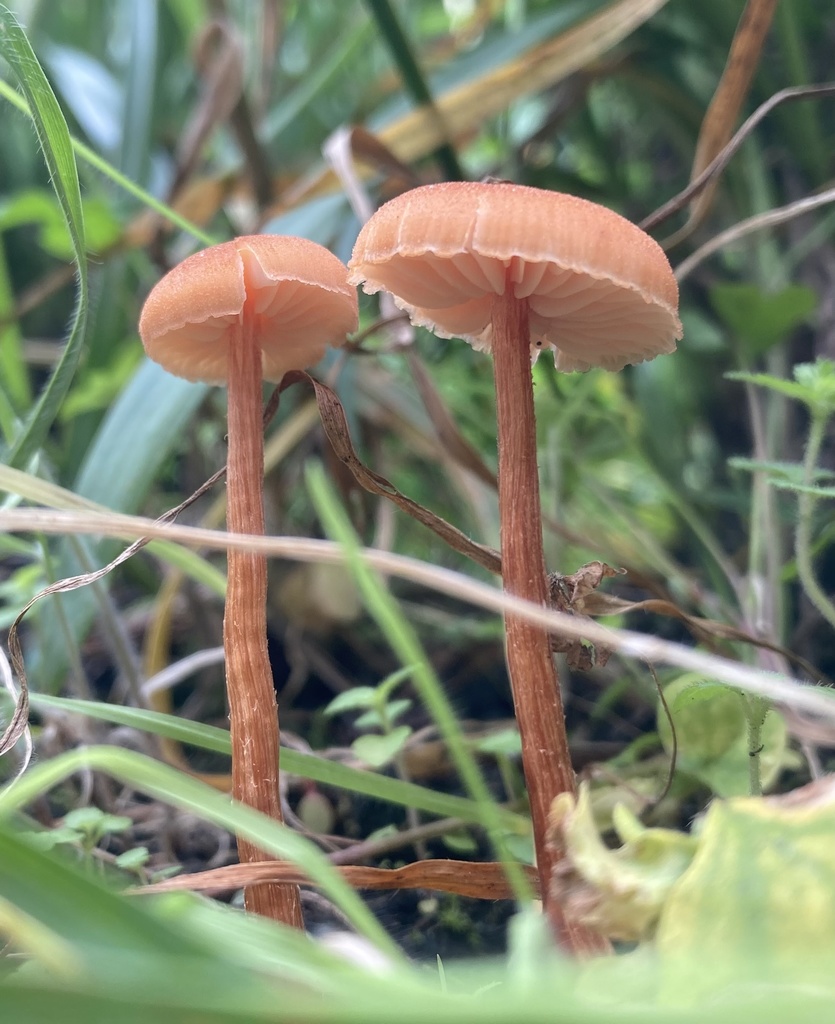 Laccaria laccata · June 2021 · photo: © crawfordaj (iNaturalist, cc0)