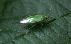 Orthotylus marginalis