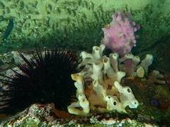Pyura spinifera