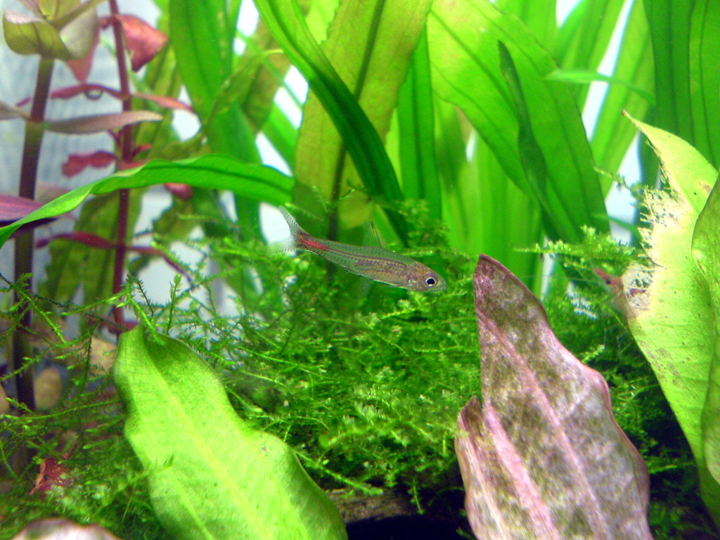 Blood Red Tetra