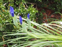 Iris latifolia
