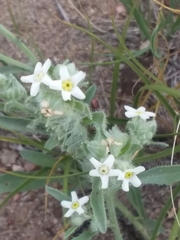 Oreocarya suffruticosa