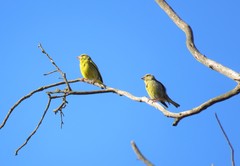 Chloris chloris voousi