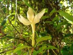 Rosenbergiodendron formosum