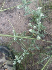 Oreocarya suffruticosa