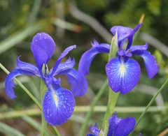 Iris latifolia